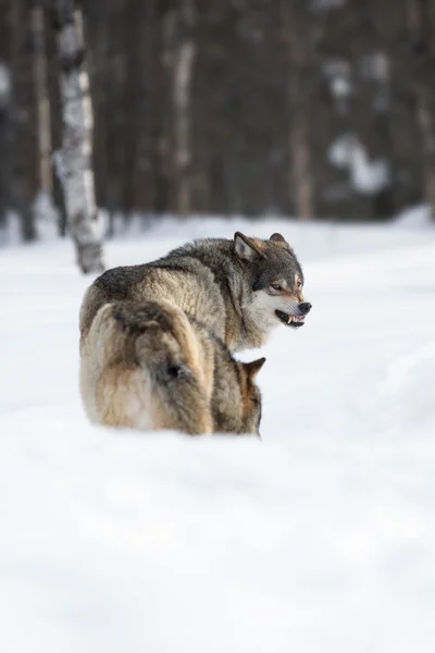 Dva vlci vztek na sněhu — Stock fotografie