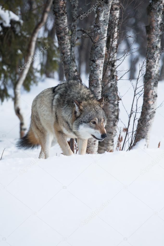 One Wolf sneaking in the forest