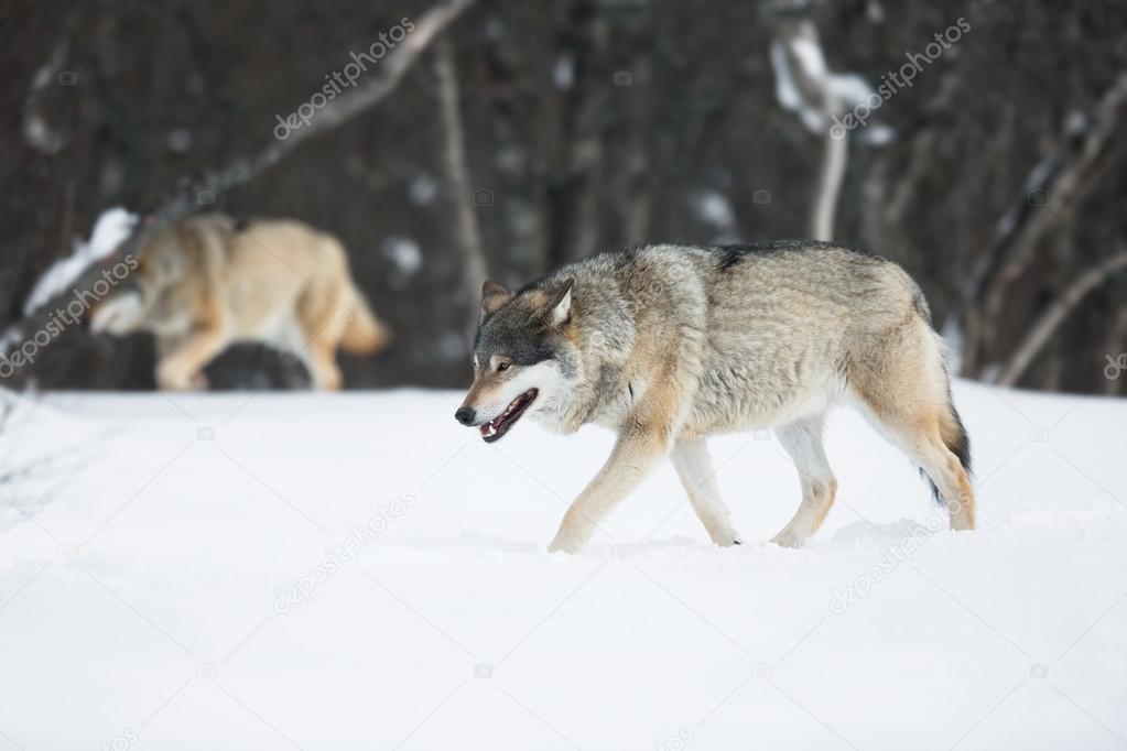 Two wolves in the Snow