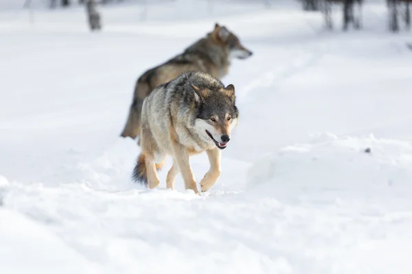 Twee wolven wandelen in de sneeuw — Stok fotoğraf