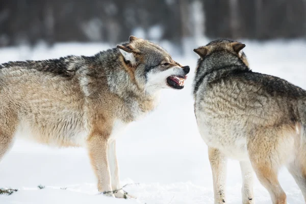 Boos wolven in winter forest — Stockfoto