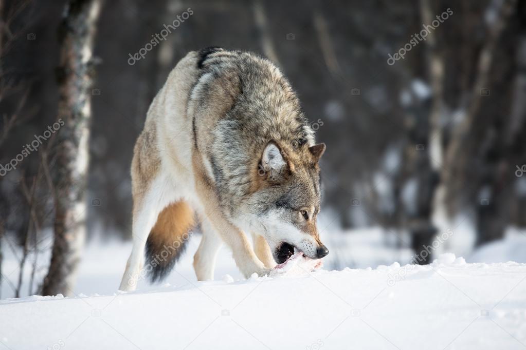 Wolf eating meat in the snow