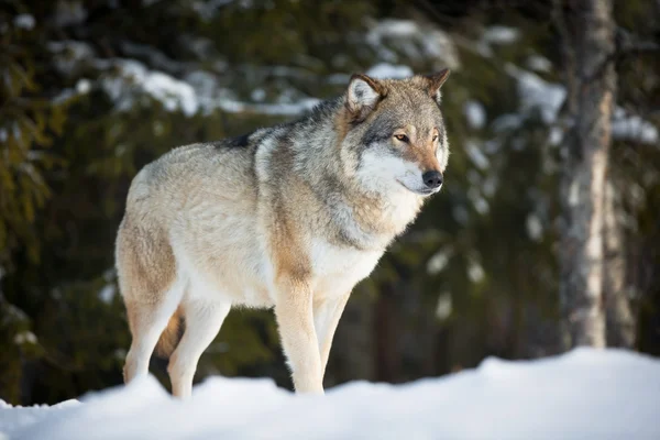 日没のオオカミ — ストック写真