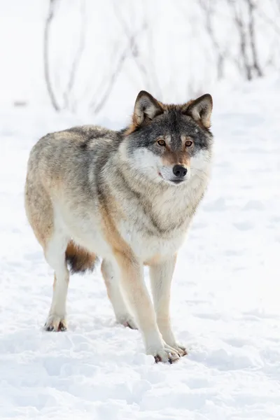 Een wolf staande in de sneeuw — Stockfoto