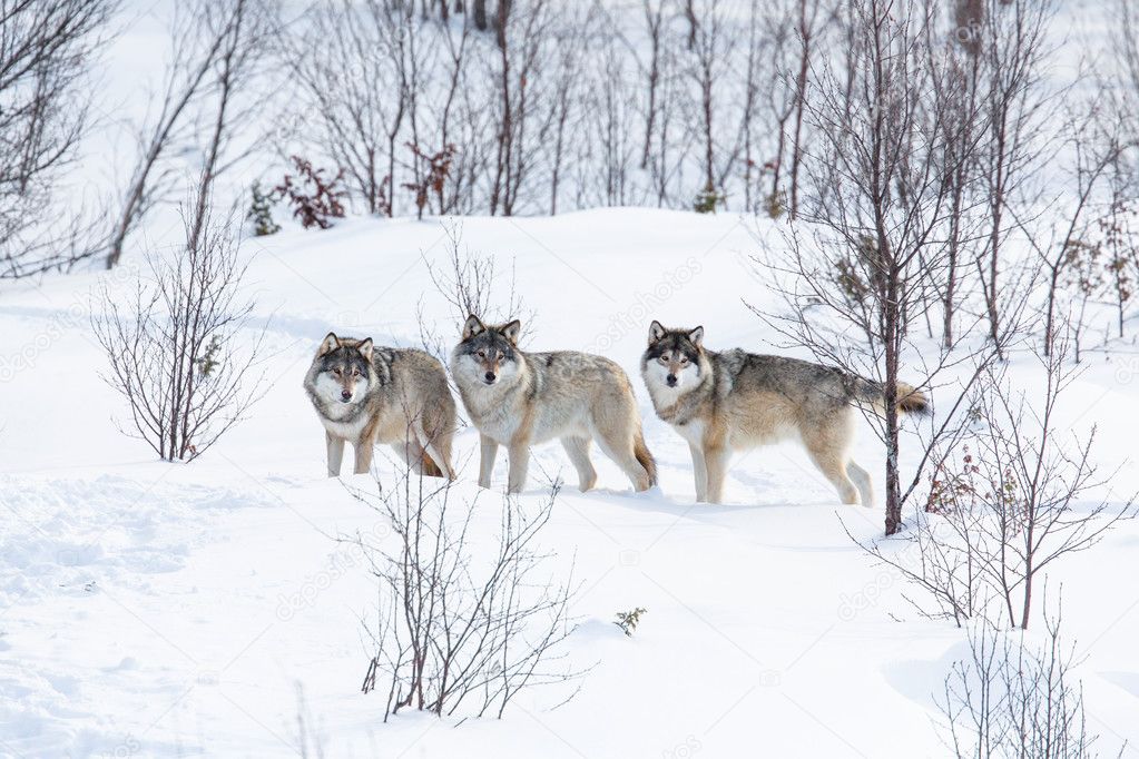 Three Wolves in the Snow