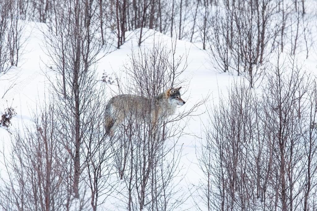 Wolf in winter landscape