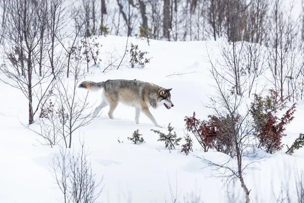Волк гуляет по зимнему пейзажу — стоковое фото