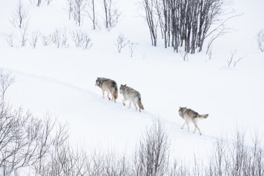 kurt sürüsü kış manzara içinde yürüyüş