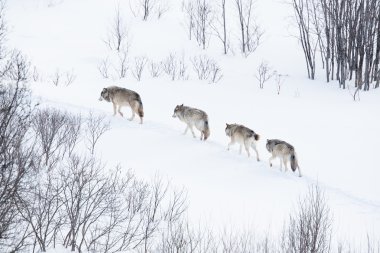 Wolf pack in esecuzione nel paesaggio freddokurt sürüsü, soğuk bir manzara modunda çalışan