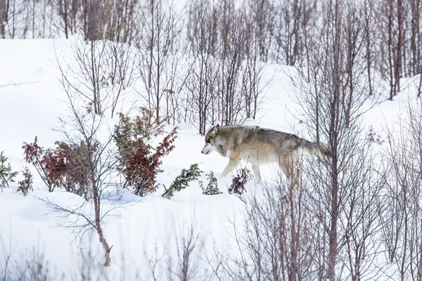 Lobo solitario en el invierno — Foto de Stock