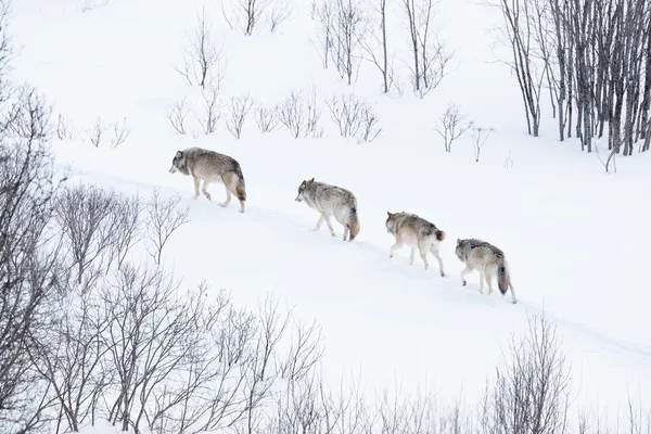 Wolf pack in esecuzione nel paesaggio freddokurt sürüsü, soğuk bir manzara modunda çalışan