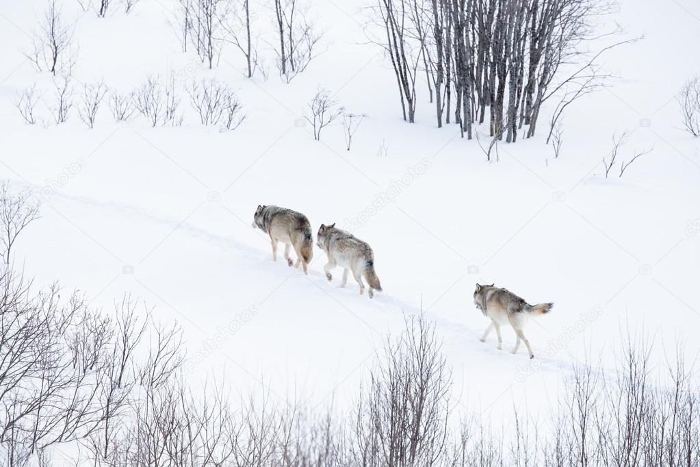 Wolf pack walking in winter landscape