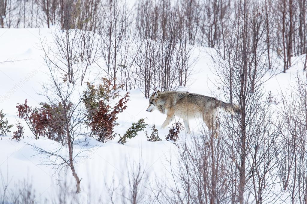 Lonely wolf in the winter