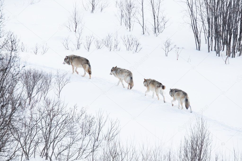 Wolf pack running in the cold landscape