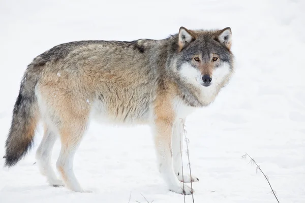雪の中で狼に立って — ストック写真