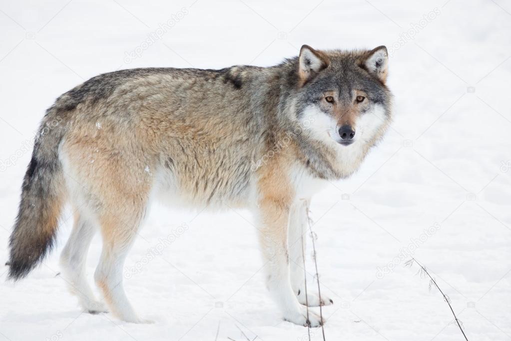 Wolf standing in the snow