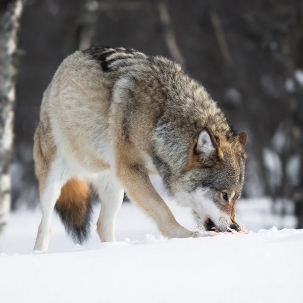 Lobo comiendo carne —  Fotos de Stock