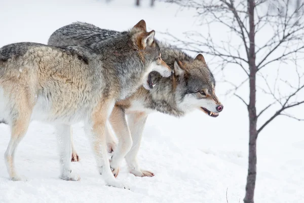 Loups en colère dans la neige froide — Photo