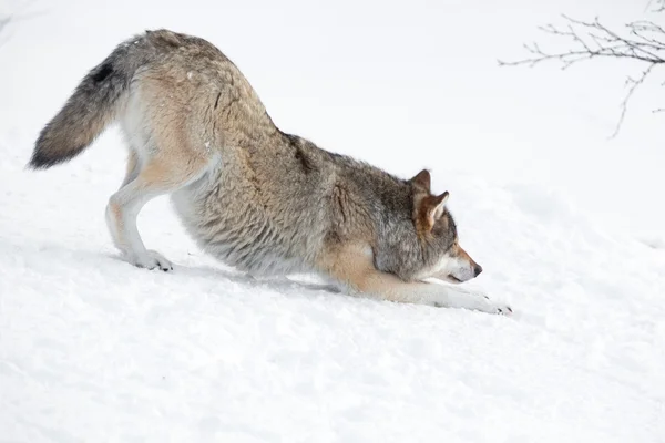 Tired wolf stretching — Stock Photo, Image