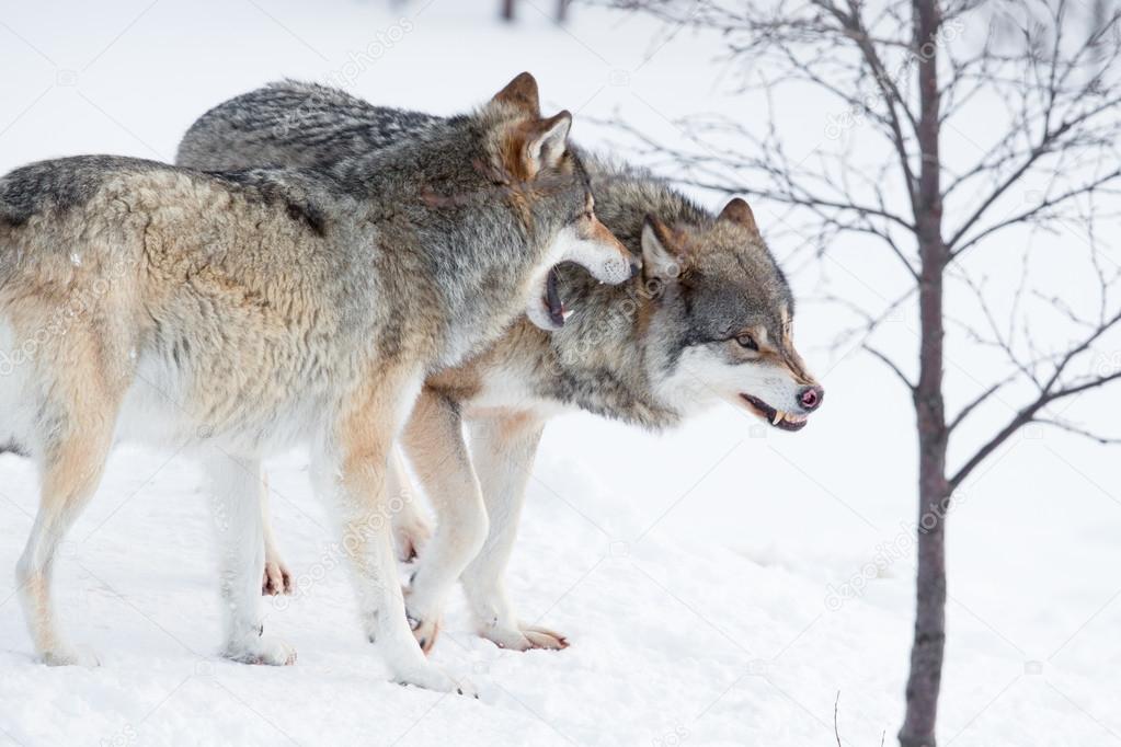 Angry wolves in cold snow