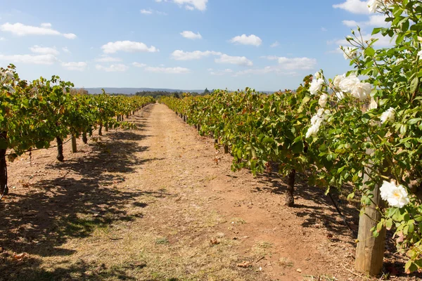 Ausztrál vineyard — Stock Fotó