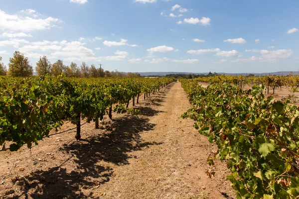 Grape vines for wine production — Stock Photo, Image