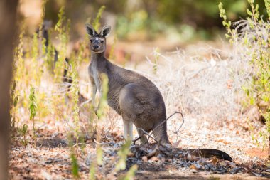 Ormanın içinde kanguru