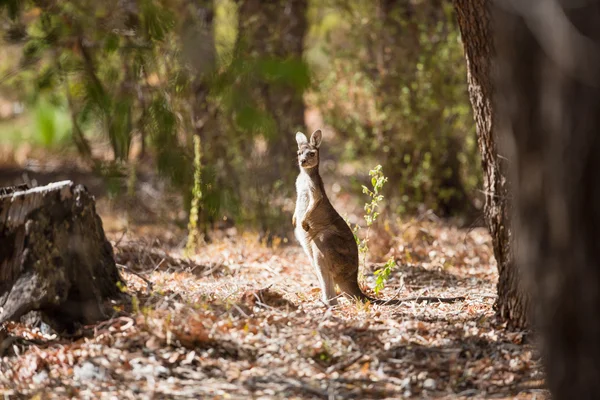 Observateur kangourou dans la nature — Photo