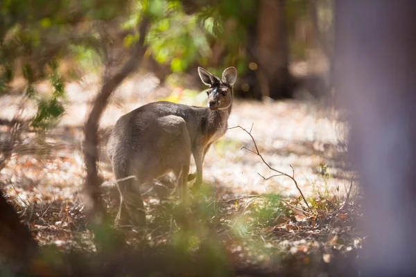 Kangaroo w Australii — Zdjęcie stockowe