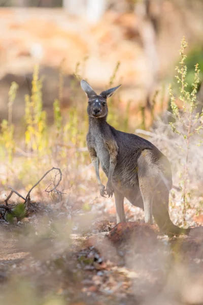 Känguru gesucht — Stockfoto