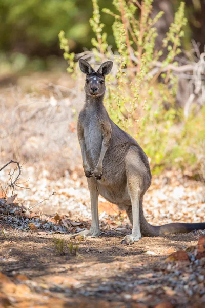 Uppmärksam känguru — Stockfoto