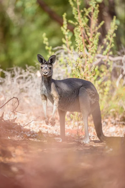 Kangaroo in de bush — Stockfoto