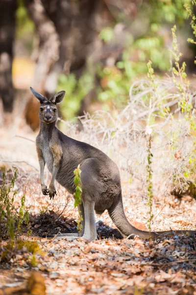 Känguru i naturen — Stockfoto