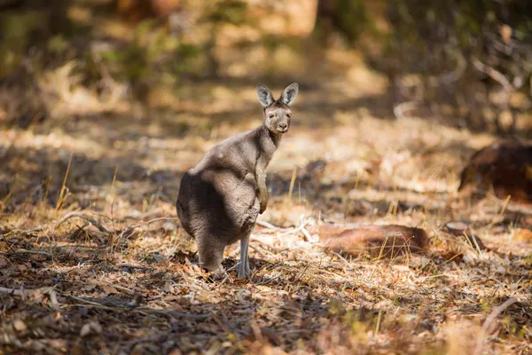 Känguru söker — Stockfoto