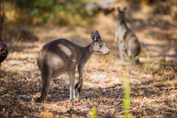 Kangourou manger dans les bois — Photo