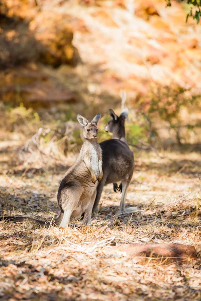 Zwei Kängurus in freier Wildbahn — Stockfoto