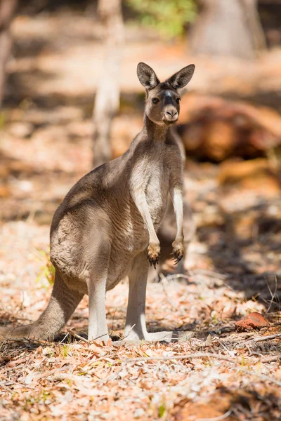 Stående känguru i naturen — Stockfoto