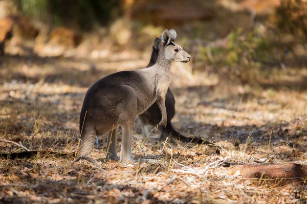 Dos canguros en la naturaleza — Foto de Stock