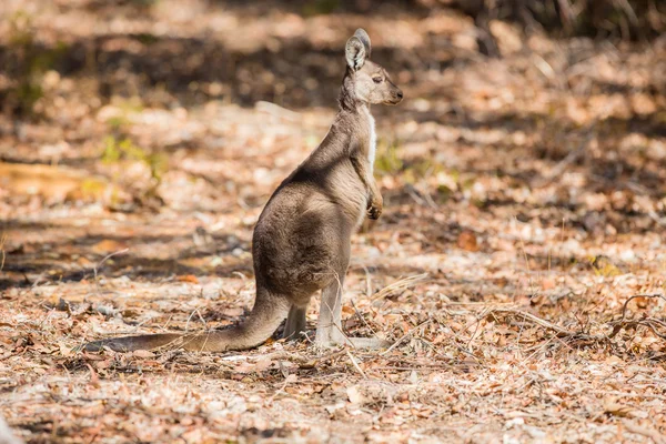 Känguru i naturen — Stockfoto