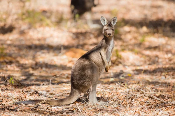 Kangur stojący w środowisku naturalnym — Zdjęcie stockowe