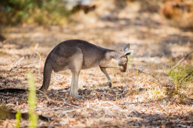vahşi kanguru yeme