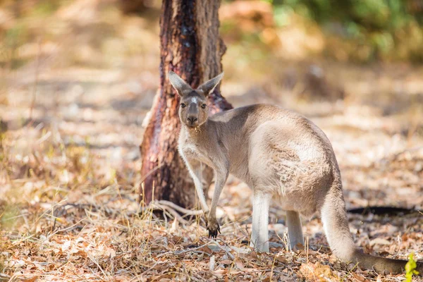 Kangaroo äta — Stockfoto