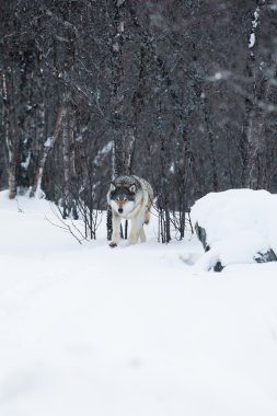 Kış ormanın yürüyüş kurt