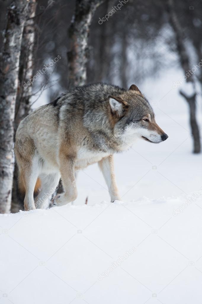 Wolf walks in the snow