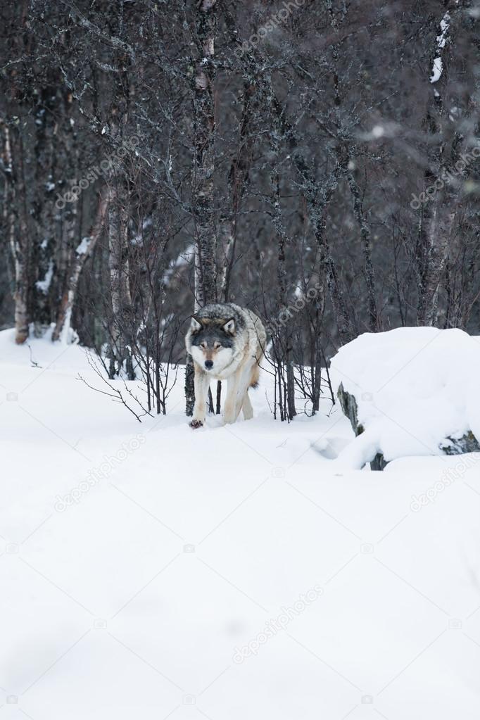 Wolf walking in the winter forest