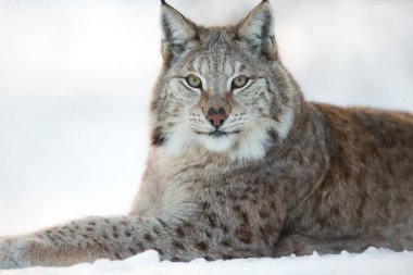 Lynx rests in the snow clipart