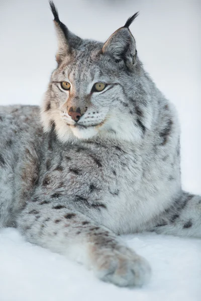 Luchs ruht im Schnee — Stockfoto