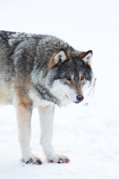 Lobo fica na neve — Fotografia de Stock