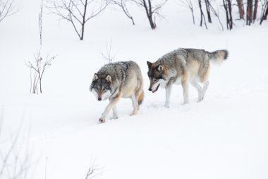 twee wolven wandelen in de sneeuw