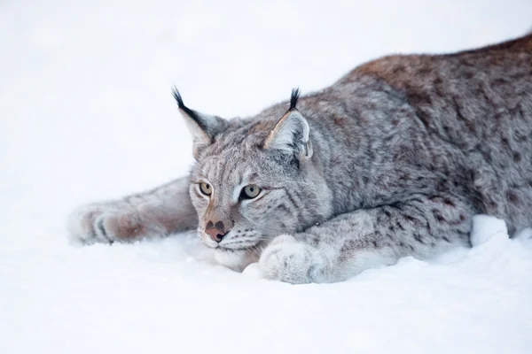 Lynx jacht — Stockfoto